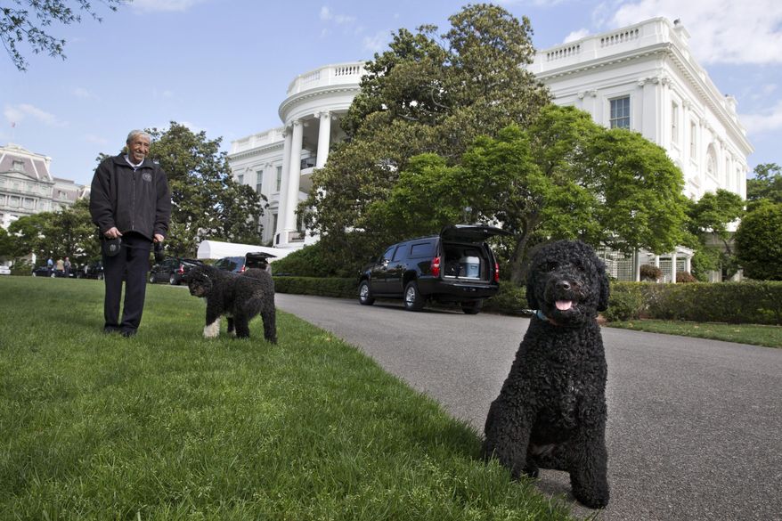 FILE - In this May 17, 2014, file photo, the Presidential dogs Bo, left, and Sunny, are walked by a handler on the South Lawn of the White House. The Portuguese water dogs are the Obama family pets. Sunny, the Portuguese water dog who joined fellow first dog Bo and the Obama family in 2013, has housetraining issues, the first lady said. (AP Photo/Jacquelyn Martin, File)