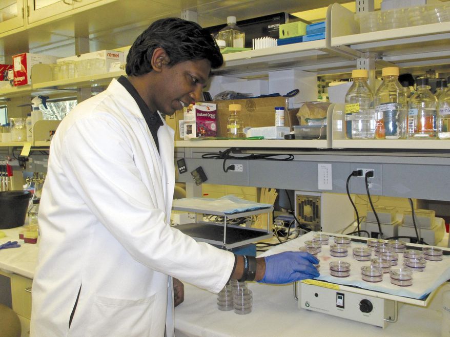 In this Dec. 10, 2015 photo, Dr. Manu Gnanamony, a research specialist at the University of Illinois College of Medicine at Peoria, studies the effect of novel chemotherapeutic agents identified in the lab on drug resistant pancreatic cancer cells. Gnanamony's goal, along with Dr. Christopher Gondi, is to find a cure for pancreatic cancer through research they have done since 2012. (Jeanette Brickner/The Pekin Times via AP)