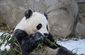 Bao Bao .jpg