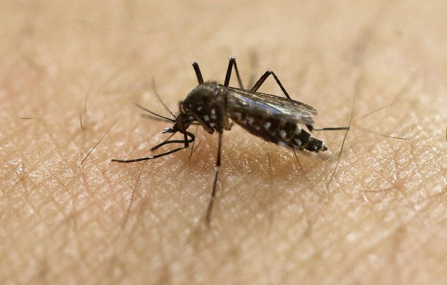 In this Jan. 18, 2016, file photo, a female Aedes aegypti mosquito acquires a blood meal on the arm of a researcher at the Biomedical Sciences Institute in the Sao Paulo's University in Sao Paulo, Brazil. The Aedes aegypti can spread the Zika virus, which is spreading in parts of Latin America and the Caribbean and usually causes a mild illness but is now suspected in an unusual birth defect and possibly other health issues. (AP Photo/Andre Penner, File)