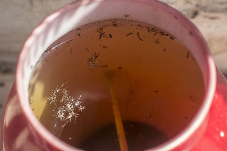 FILE - Dead insects and larvae float in an empty vase at a cemetery in Cartagena, Colombia, Tuesday, Jan. 26, 2016. Local health workers emptied vases during a campaign to destroy potential hatcheries of Aedes aegypti mosquitoes that transmits the Zika virus at the cemetery as part of a prevention campaign that according to the health ministry has already infected more than 16,000 people in Colombia, and could hit more than half a million. (AP Photo/Reinaldo Reyes)