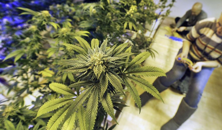 Employees tend to marijuana plants at a grow house in Denver on Dec. 31, 2013. (Associated Press) **FILE**