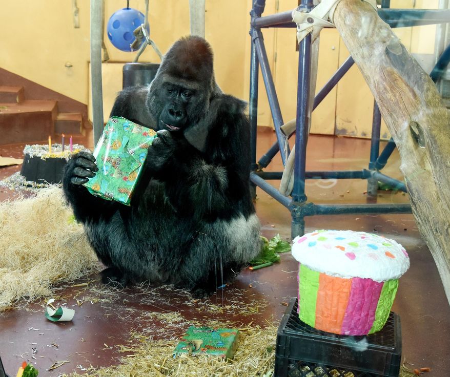 Motuba, a Western lowland gorilla at the Philadelphia Zoo, opens a present the staff put out for him to celebrate his 31st birthday, Thursday, Jan. 28, 2016. His actual birthday was Jan. 23, but the celebration was postponed due to the blizzard. (Clem Murray/The Philadelphia Inquirer via AP) PHIX OUT; TV OUT; MAGS OUT; NEWARK OUT; MANDATORY CREDIT
