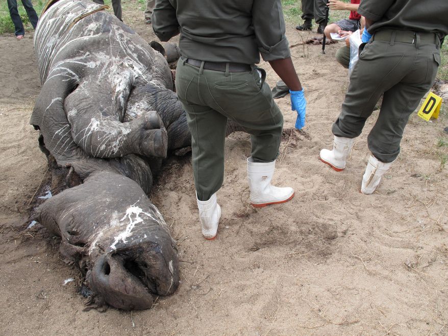 Investigators in South Africa’s Kruger National Park stand on Friday, Jan. 29, 2016 near the carcass of a rhino that was killed by poachers for its horns. South Africa, home to most of the world’s rhinos, is struggling to contain the slaughter of the threatened species. (AP Photo/Christopher Torchia)