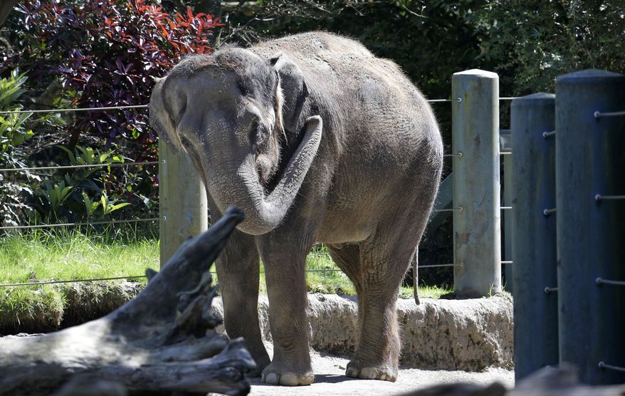 CORRECTS FROM JULY TO JANUARY- FILE - In this April 9, 2015 file photo, Chai, an Asian elephant, stands in her enclosure at the Woodland Park Zoo, in Seattle. Chai, one of the two elephants that were at the center of a controversial move from Seattle's Woodland Park Zoo to Oklahoma City last year, has died. The Oklahoma City Zoo announced Saturday, Jan. 30, 2016 that "Chai' was found dead in the elephant yard. Chai and Bamboo arrived at their new home in Oklahoma City last spring.(AP Photo/Elaine Thompson, File)