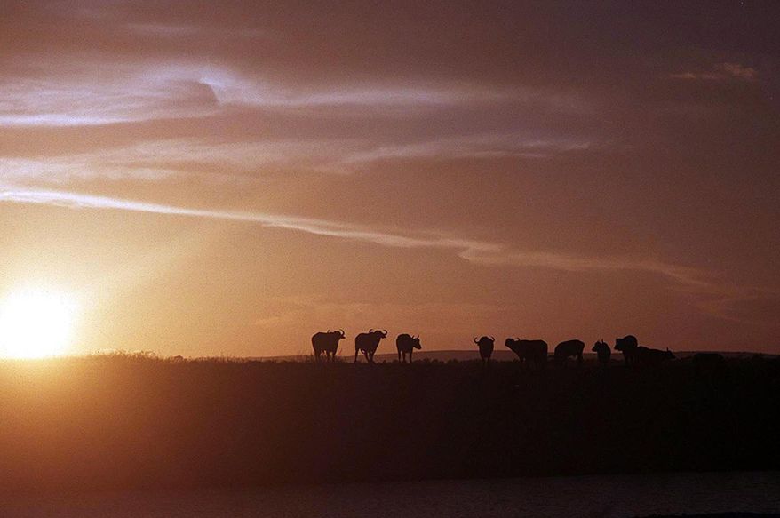 FILE - In this April 1, 2003 file photo a line of buffalo on a ridge next to a watering hole in Kruger National Park, South Africa. Buffalos are expected to suffer heavily if substantial rains don't arrive soon, according to park authorities. (AP Photo/Dina Kraft-File)