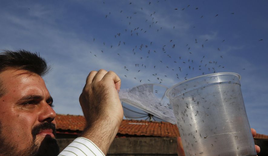 In this Feb. 1, 2016 photo, Guilherme Trivellato, from the British biotec company Oxitec, releases genetically modified Aedes aegypti mosquitoes, which are a vector for the spread of the Zika virus, in Piracicaba, Brazil. Oxitec raises male mosquitoes that have been modified to produce offspring that do not live. These males are released into the target area, where they compete with wild males to mate with the wild females. Brazil is in the midst of a Zika outbreak and authorities say they have also detected a spike in cases of microcephaly in newborn children, but the link between Zika and microcephaly is as yet unproven. (AP Photo/Andre Penner)