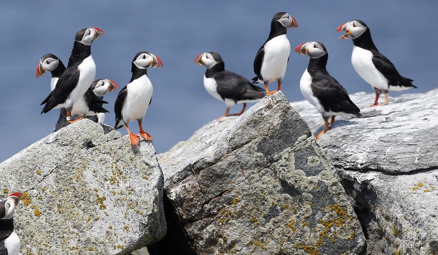 FILE--In this Aug. 1, 2014, file  photo, Atlantic puffins congregate near their burrows on Eastern Egg Rock, a small island off the coast of Maine. Scientists say they have cracked the code about where Maine&#x27;s beloved, colorful Atlantic puffins go in the winter. The answer is somewhat surprising: they float out in offshore waters off the New Jersey coast. (AP Photo/Robert F. Bukaty, File)