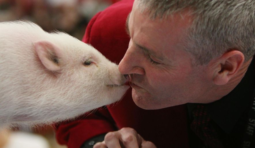 Scott Buchler, the principal of Northwest High School kisses Patti the pig during an assembly at Northwest High School on Feb 18, 2016. Faculty kissed a pig after money was raised for the Cascades Humane Society. (Taylor Irby/Jackson Citizen Patriot via AP) LOCAL STATIONS OUT; LOCAL INTERNET OUT; MANDATORY CREDIT