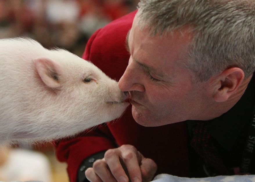 Scott Buchler, the principal of Northwest High School kisses Patti the pig during an assembly at Northwest High School on Feb 18, 2016. Faculty kissed a pig after money was raised for the Cascades Humane Society. (Taylor Irby/Jackson Citizen Patriot via AP) LOCAL STATIONS OUT; LOCAL INTERNET OUT; MANDATORY CREDIT