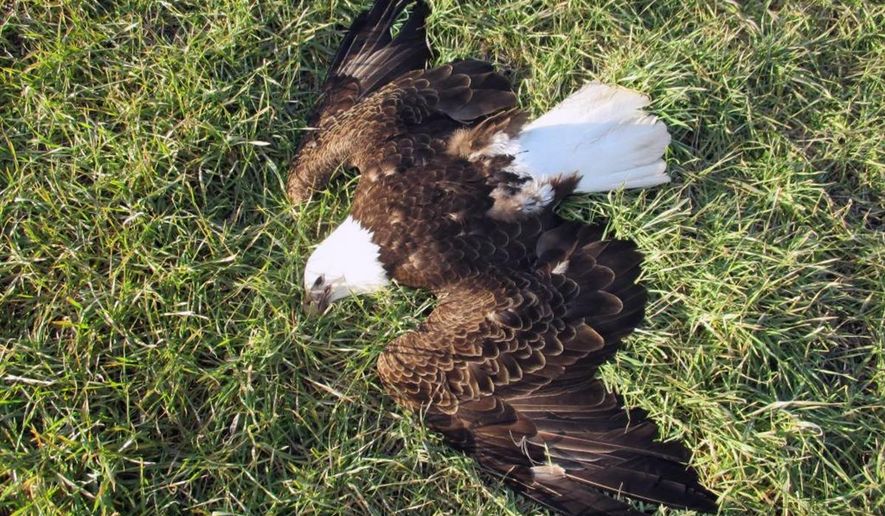 In this Feb. 20, 2016, photo, a bald eagle lies dead in Federalsburg, Md. (Officer First Class Robert Karge/Maryland Natural Resources Police via AP)