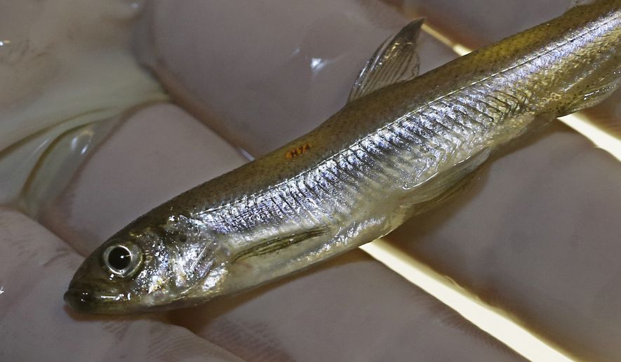 In this Wednesday, July 15, 2015 photo, Luke Ellison, research supervisor at the University of California Davis Fish Conservation and Culture Lab, displays a Delta smelt that he has just placed an orange identification tag on for future study at the lab in Byron,Calif. The tiny, endangered fish, found in the Sacramento-San Joaquin River Delta, is at the center of the state&#39;s water battle between farmers while biologists. (AP Photo/Rich Pedroncelli)