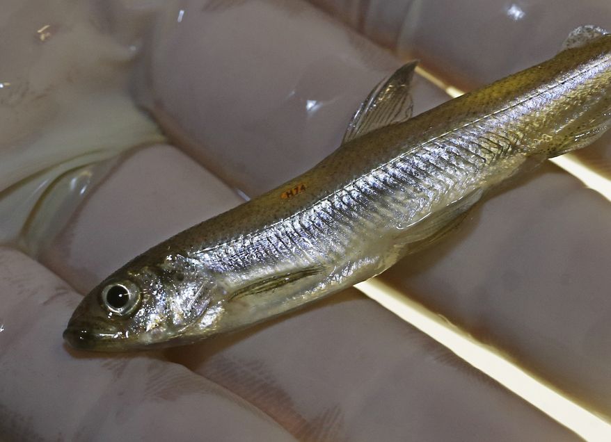 In this Wednesday, July 15, 2015 photo, Luke Ellison, research supervisor at the University of California Davis Fish Conservation and Culture Lab, displays a Delta smelt that he has just placed an orange identification tag on for future study at the lab in Byron,Calif. The tiny, endangered fish, found in the Sacramento-San Joaquin River Delta, is at the center of the state's water battle between farmers while biologists. (AP Photo/Rich Pedroncelli)