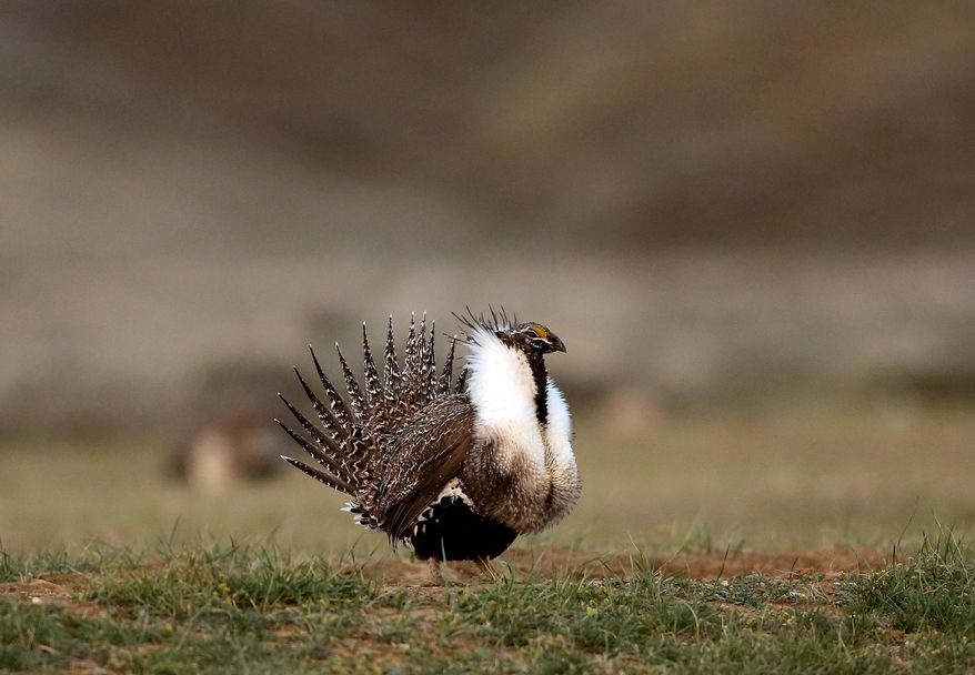 A male sage grouse struts in the early morning hours April 22, 2015 on a lek outside Baggs, Wyoming. Environmental groups sued Thursday, Feb. 25, 2016, to force the Obama administration to impose more restrictions on oil and gas drilling, grazing and other activities blamed for the decline of greater sage grouse across the American West. (Dan Cepeda/The Casper Star-Tribune via AP)