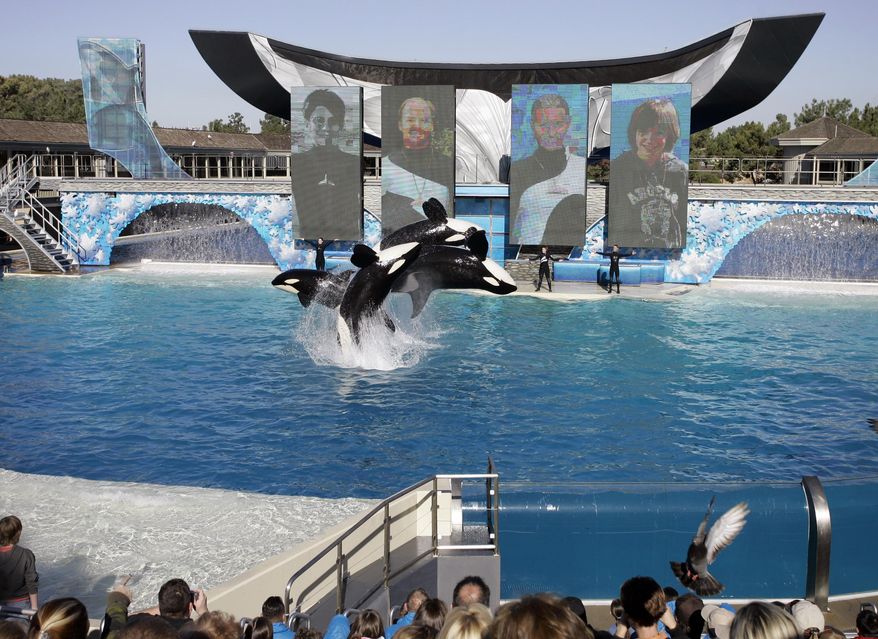 FILE - In this Nov. 30, 2006, file photo, four killer whales leap out of the water while performing during SeaWorld's Shamu show in San Diego. SeaWorld is acknowledging that it sent a worker to infiltrate animal rights groups who opposed the theme park. SeaWorld Entertainment CEO Joel Manby said Thursday, Feb. 25, 2016, that the company will no longer use the practice to spy on opponents. (AP Photo/Chris Park, File)