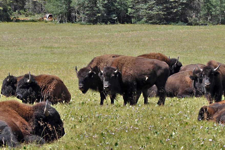 FILE - This Aug. 26, 2010 photo provided by the Kaibab National Forest shows bison in the national forest adjacent to the Grand Canyon in Northern Arizona. Grand Canyon officials are proposing to use sharpshooters, capture and other tools to reduce the number of bison in the national park. They want the herd at between 80 and 200 animals, down the 400 to 600 bison now roaming far northern Arizona. (AP Photo/Kaibab National Forest,File)