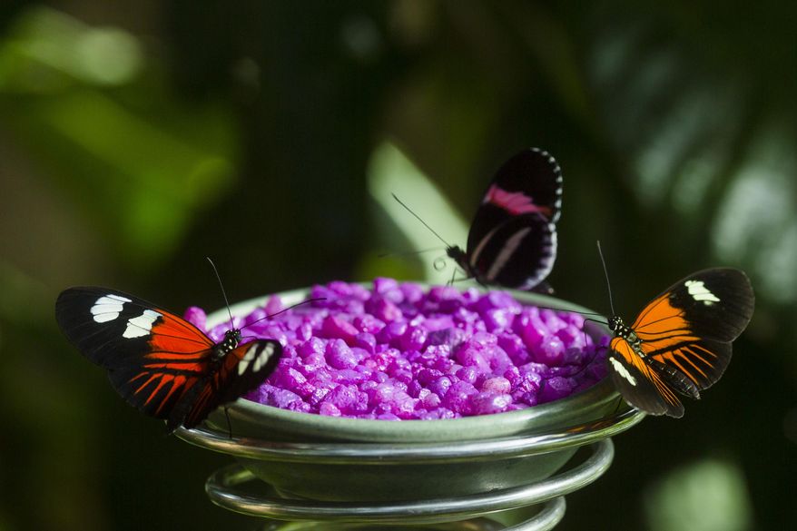Butterflies sit by rocks at the butterfly exhibit Tuesday, Feb. 23, 2016, at Frederik Meijer Gardens and Sculpture Park in Grand Rapids, Mich. (Nick Gonzales/Jackson Citizen Patriot via AP) LOCAL STATIONS OUT; LOCAL INTERNET OUT; MANDATORY CREDIT