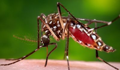 This 2006 photo provided by the Centers for Disease Control and Prevention shows a female Aedes aegypti mosquito in the process of acquiring a blood meal from a human host. (James Gathany/Centers for Disease Control and Prevention via AP) ** FILE **