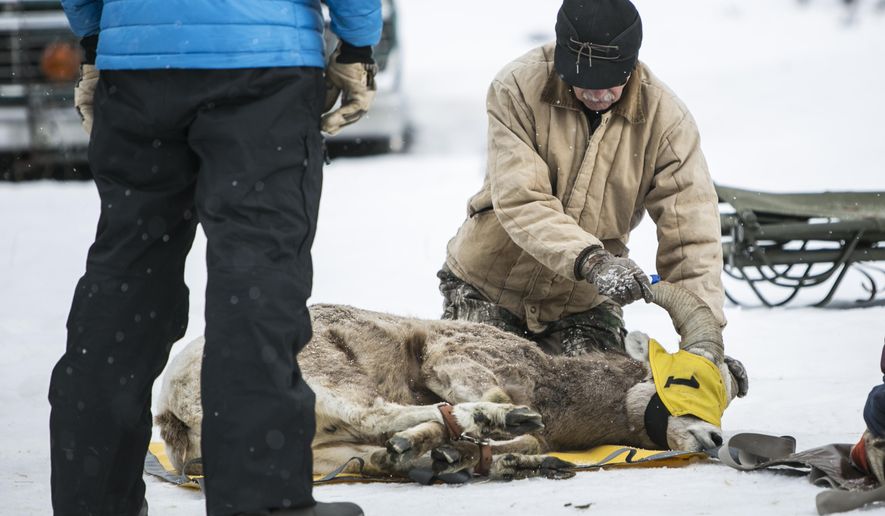 Volunteers with Montana Fish, Wildlife &amp;amp; Parks capture bighorn sheep in the Madison Valley near Quake Lake, south of Ennis, Mont., to collect biological data on Saturday, Feb. 20, 2016. (Adrian Sanchez-Gonzalez/Bozeman Daily Chronicle via AP) MANDATORY CREDIT