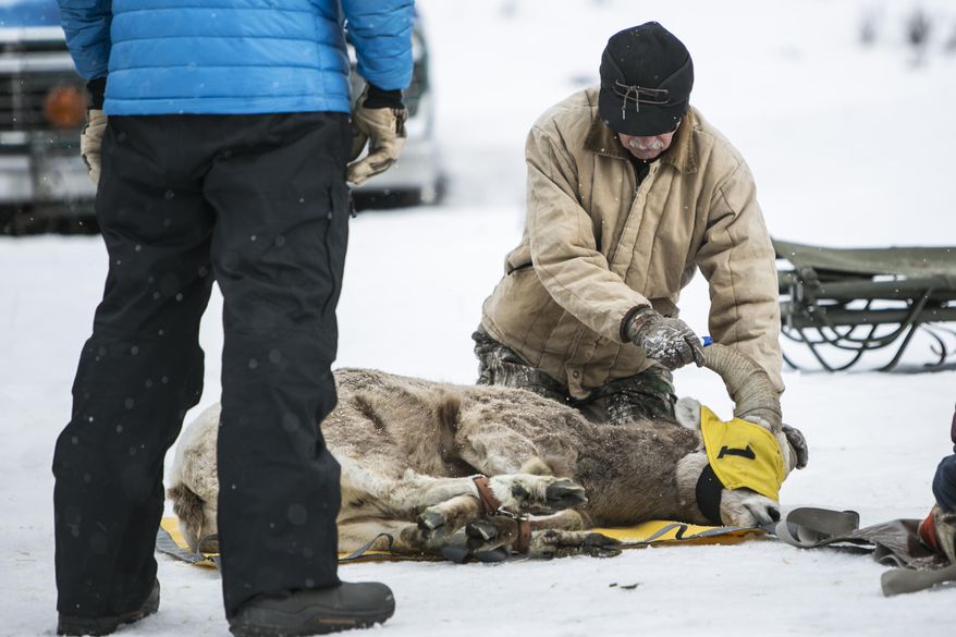 Volunteers with Montana Fish, Wildlife & Parks capture bighorn sheep in the Madison Valley near Quake Lake, south of Ennis, Mont., to collect biological data on Saturday, Feb. 20, 2016. (Adrian Sanchez-Gonzalez/Bozeman Daily Chronicle via AP) MANDATORY CREDIT