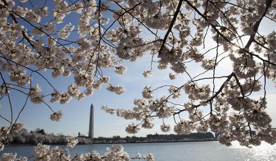 Peak Bloom For Dc Cherry Trees Predicted March 31 To April 3