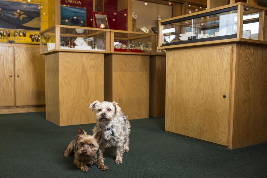 Buddy and Sunny that belong to Robin Thoenig are photographed at Thoenig's Fine Jewelry on Feb. 19, 2016 in Jackson, Wyo. Once almost strictly the domain of Labradors and cattle dogs, Jackson Hole has gone to the tiny dogs. They’re everywhere, from retail shops to the trails. (Ryan Dorgan/Jackson Hole News & Guide via AP) MANDATORY CREDIT