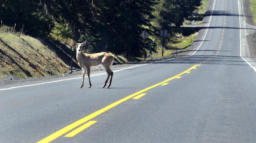 In this undated photo, a whitetail deer pauses while crossing State Highway 11 near Pierce, Idaho, before safely making it across. A 2012 law lets people salvage less fortunate animals, those killed on Idaho's roads and highways. According to an online data base maintained by the Idaho Department of Fish and Game, more than 4,800 animals have been salvaged from the state’s roadways since the law took effect. (Barry Kough/Lewiston Tribune via AP) MANDATORY CREDIT