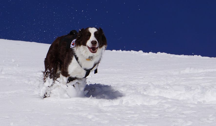 This Feb. 26, 2016, photo shows Wylie, an Australian shepherd, at Tamarack Resort in Tamarack, Idaho. The 9-year-old Australian shepherd is trained to quickly find a person buried by an avalanche. (Chadd Cripe/Idaho Statesman via AP) LOCAL TELEVISION OUT (KTVB 7); MANDATORY CREDIT