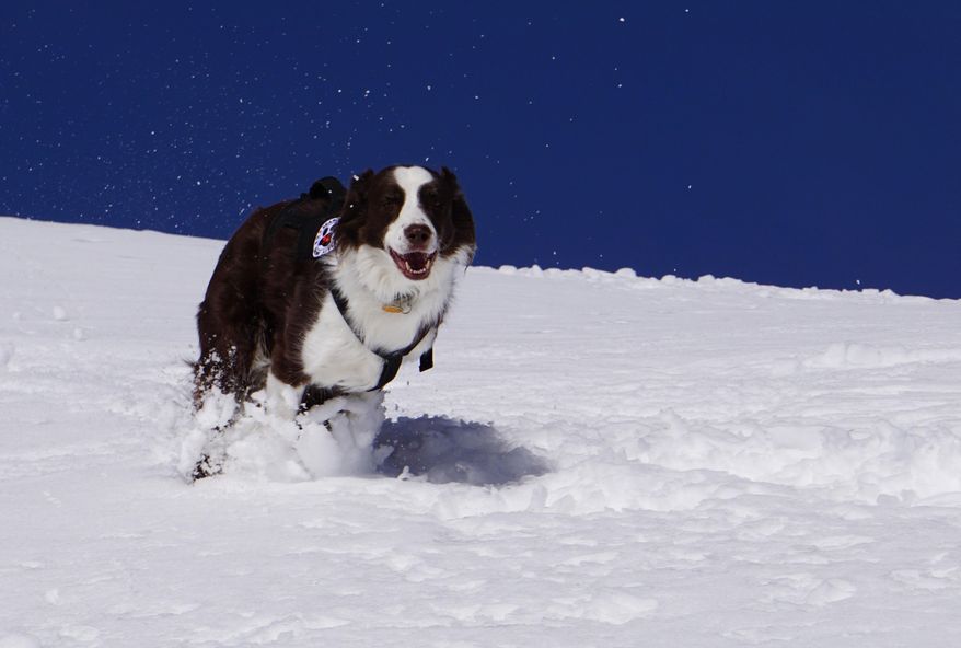 This Feb. 26, 2016, photo shows Wylie, an Australian shepherd, at Tamarack Resort in Tamarack, Idaho. The 9-year-old Australian shepherd is trained to quickly find a person buried by an avalanche. (Chadd Cripe/Idaho Statesman via AP) LOCAL TELEVISION OUT (KTVB 7); MANDATORY CREDIT
