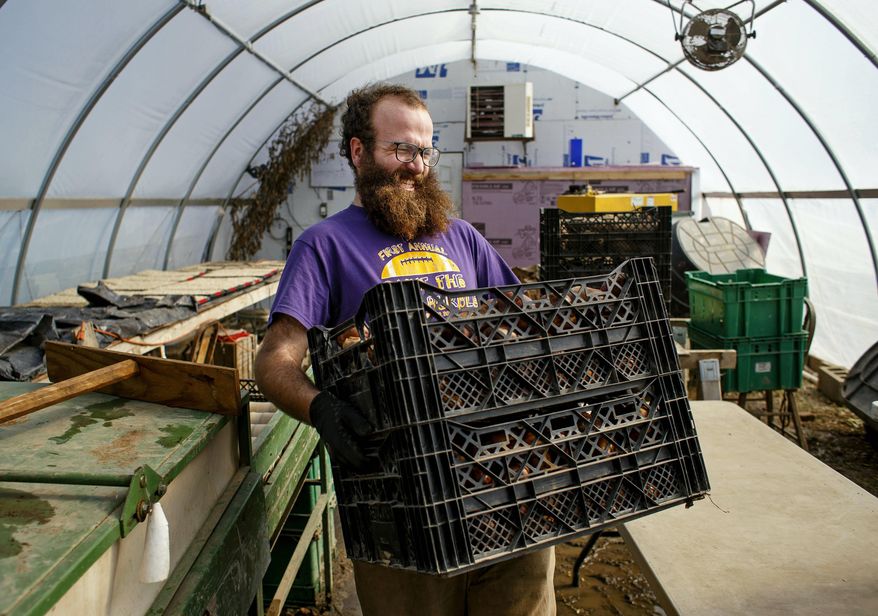 In this Feb. 19, 2016 photo, John Williams hoists two crates of freshly washed organic produce at PrairieErth Farm near Atlanta, Ill. Field tests are expected to begin this summer at the approximately 300-acre vegetable, egg and meat farm that uses automated "weed blaster" technology that fires organic grit from a high-pressure nozzle at Mach 1 -- more than 760 mph -- to obliterate vulnerable weed seedlings. (Ted Schurter/The State Journal-Register via AP) MANDATORY CREDIT, NO SALES