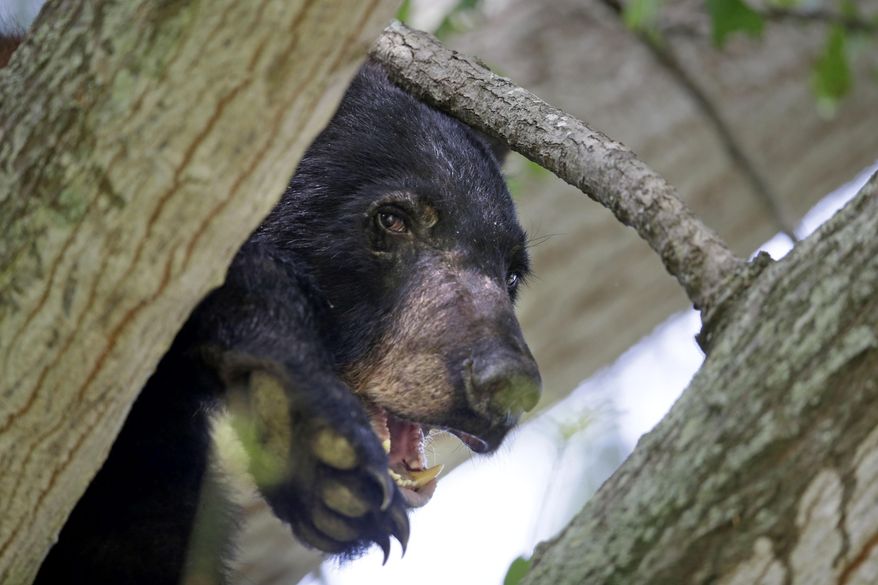 FILE - In this May 17, 2015, file photo, a Louisiana Black Bear, sub-species of the black bear that is protected under the Endangered Species Act, sits in a water oak tree in Marksville, La. U.S. Interior Secretary Sally Jewell said the bear that inspired teddy bears is coming off the list of threatened species. She spoke Thursday, March 10, 2016, at the Tensas River National Wildlife Refuge, which is at the heart of the Louisiana black bear's domain. (AP Photo/Gerald Herbert, File)