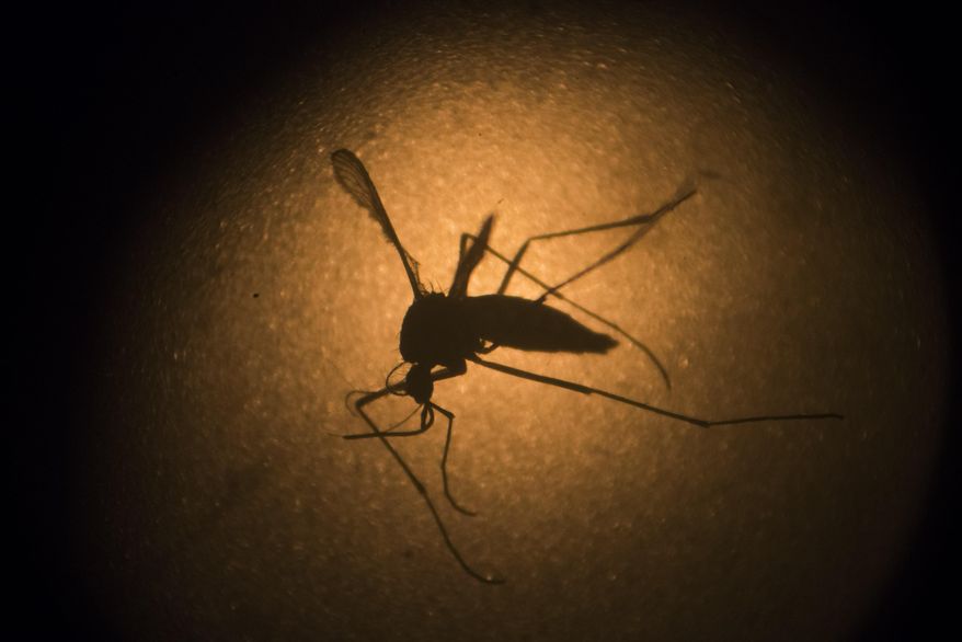 FILE - In this Jan. 27, 2016, file photo, an Aedes aegypti mosquito is photographed through a microscope at the Fiocruz institute in Recife, Pernambuco state, Brazil. A field trial releasing genetically modified mosquitoes in Florida would not harm humans or the environment, according to documents released Friday, March 11, 2016 by the U.S. Food and Drug Administration. The agency's Center for Veterinary Medicine released a preliminary finding of no significant impact for the trial of a method that aims to reduce populations of the mosquito that spreads dengue, chikungunya and the Zika virus among humans. (AP Photo/Felipe Dana, File)