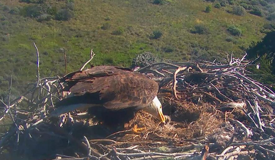 In this Tuesday, March 15, 2016 photo, a bald eagle feeds one of it's chicks in their nest, captured by a robotic camera in Sauces Canyon on Santa Cruz Island, Calif. Two bald eagle chicks have hatched in a nest high in a tree in California's Channel Islands National Park. Park officials say the first egg hatched Saturday and the second bird poked its head out of its shell Monday in Sauces Canyon on Santa Cruz Island. Officials say it's the first successful hatch after three years of attempts for the parents. (explore.org via AP)