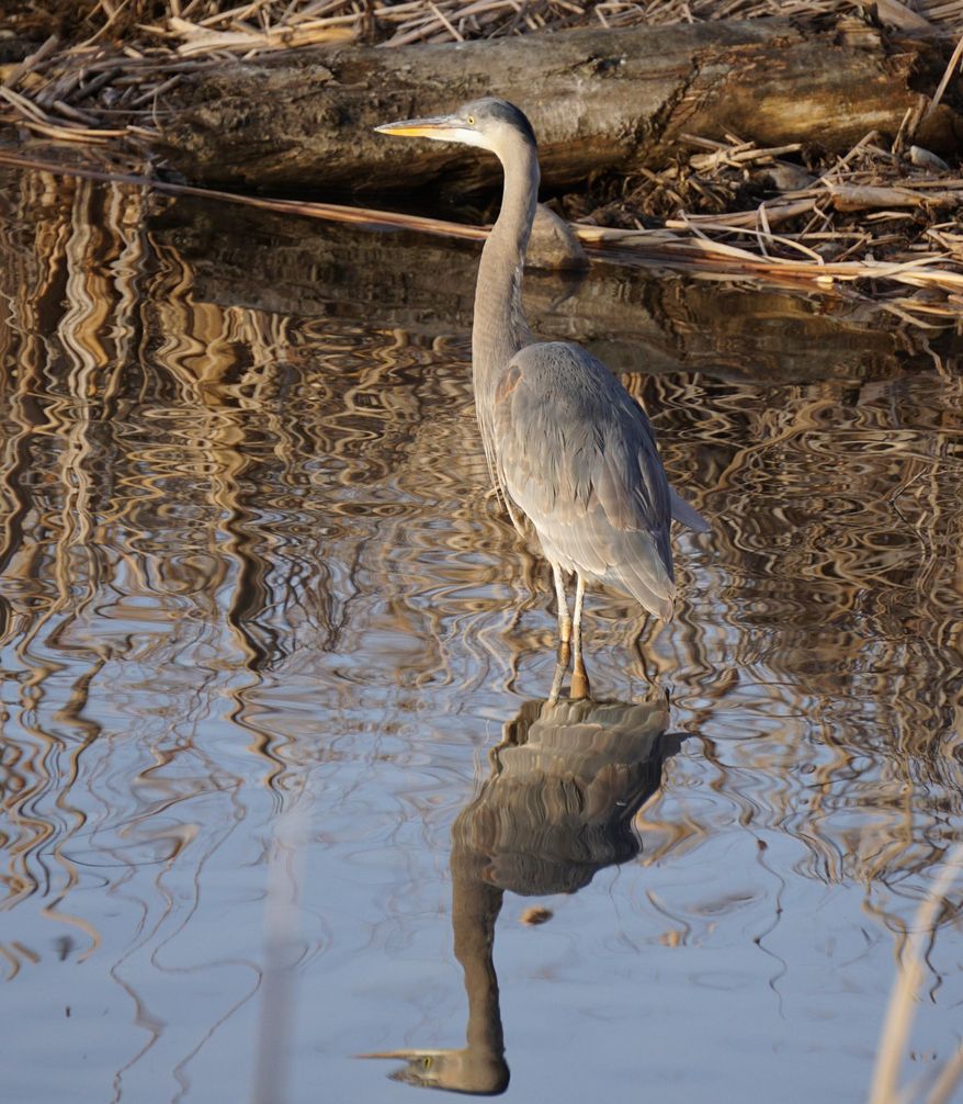 In this Wednesday, March 2, 2016 photo, a great blue heron wades in a pond at Marianne Williams Park in Boise, Idaho. A group of people interested in bird watching could learn how to look for basic identifying marks for common species found in the area, like red-tailed hawks, great horned owls and singing sparrows in education programs. (Darin Oswald/Idaho Statesman via AP) LOCAL TELEVISION OUT (KTVB 7); MANDATORY CREDIT
