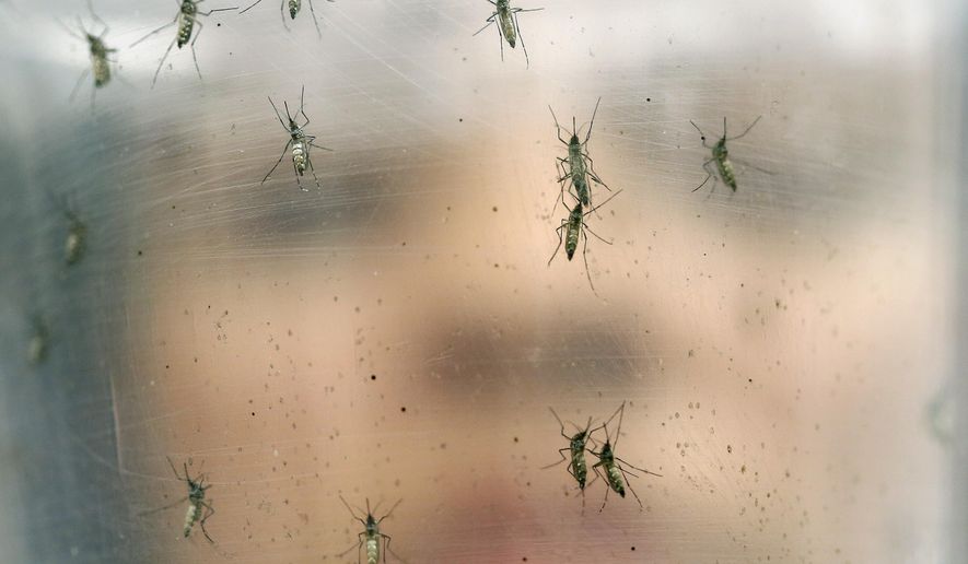 In this Jan. 18, 2016, file photo, a researcher holds a container of female Aedes aegypti mosquitoes at the Biomedical Sciences Institute at Sao Paulo University in Brazil. The Zika virus is mainly transmitted through bites from the same kind of mosquitoes that can spread other tropical diseases, like dengue fever, chikungunya and yellow fever. (AP Photo/Andre Penner, File)