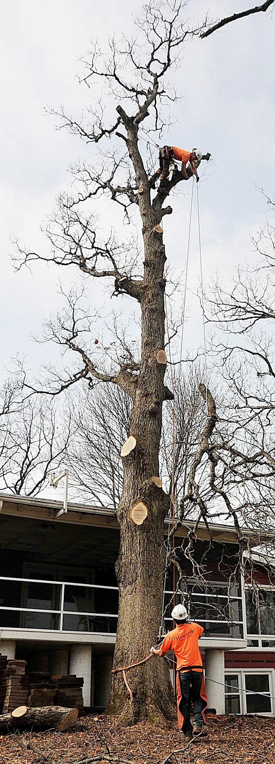 ADVANCE FOR MONDAY MARCH 21 AND THEREAFTER - In a March 9, 2016 photo, Bart Howard, at the top of the tree, lowers a large branch to employee Lucas Sandoval while taking down a large white oak tree that grew too close to a house in Muscatine, Iowa. Howard is the owner/operator of Howard Forest and Prairie and does everything from tree trimming to tree injections and natural resource management. (Beth Van Zandt/Muscatine Journal via AP) MANDATORY CREDIT