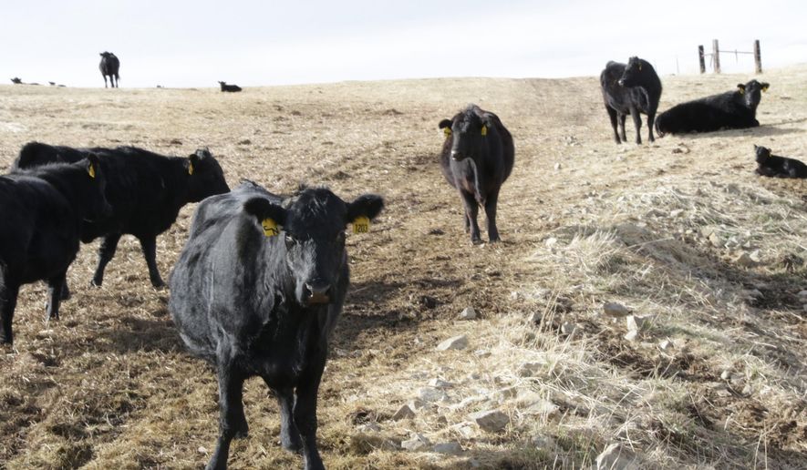 Cows graze in the field at the Nystrom ranch on the Bear Paw Mountains, March 8, 2016. (Roger Miller/Havre Daily News via AP)