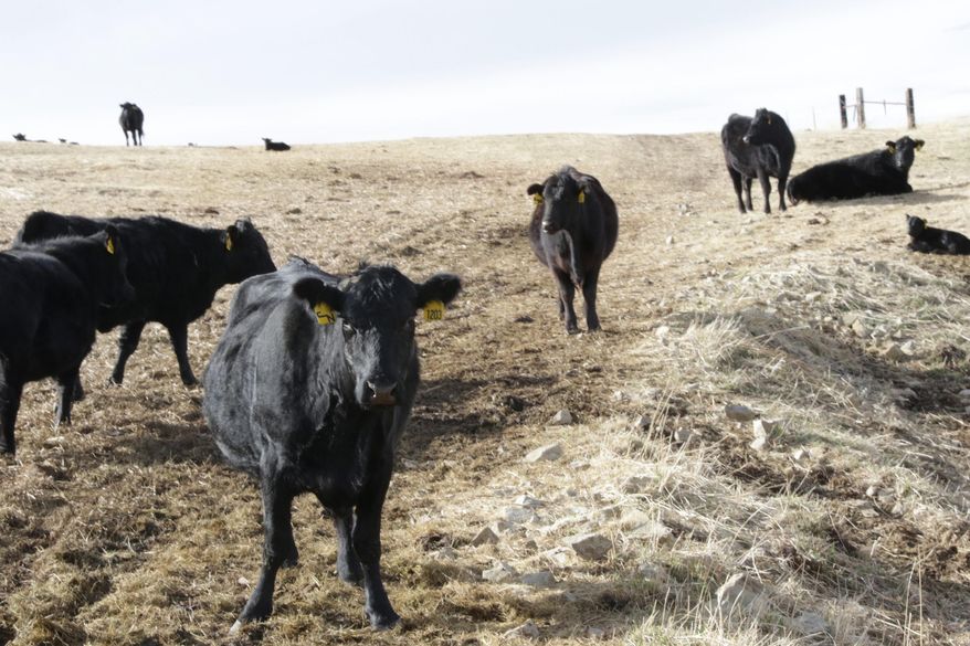 Cows graze in the field at the Nystrom ranch on the Bear Paw Mountains, March 8, 2016. (Roger Miller/Havre Daily News via AP)