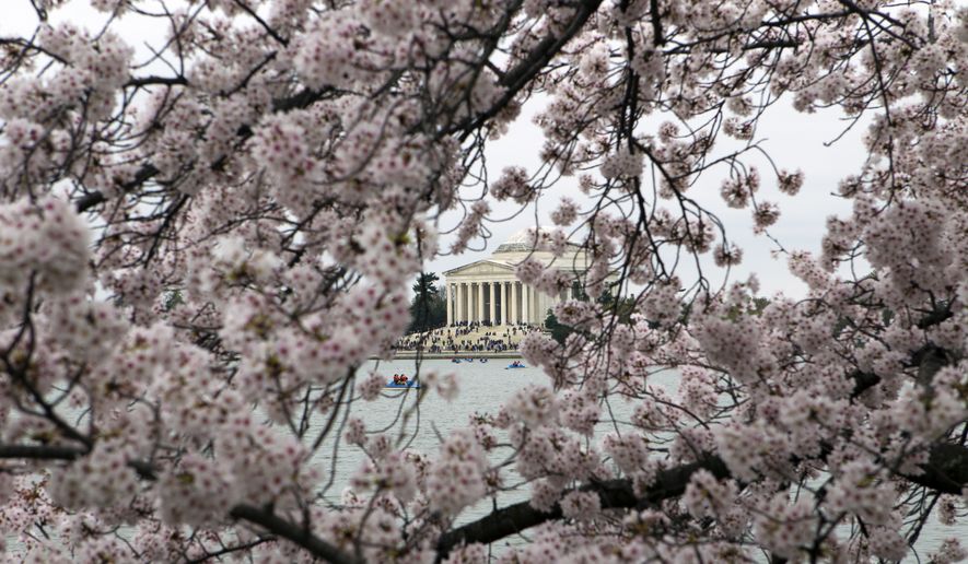 The Jefferson Memorial is seeing through cherry blossom trees in full bloom on the tidal basin in Washington, Sunday, March 27, 2016.  ( AP Photo/Jose Luis Magana) **FILE**