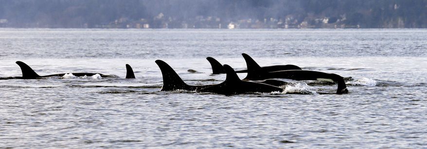 FILE - In this Jan. 18, 2014, file photo, endangered orcas from the J pod swim in Puget Sound west of Seattle, as seen from a federal research vessel that has been tracking the whales. The 84 endangered orcas in Puget Sound are some of the best studied marine mammals in the country. Now, using data from breath, feces and blubber samples and photos, wildlife biologists want to begin compiling personal health records for each orca to track both individual and population progress. (AP Photo/Elaine Thompson, File)