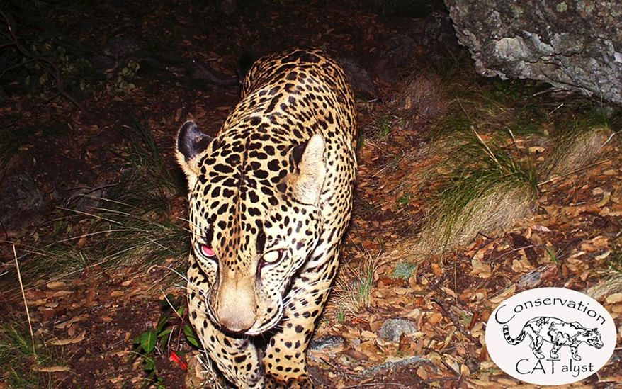 This 2015 photo provided by Conservation CATalyst and the Center for Biological Diversity shows the jaguar known as El Jefe, in Santa Rita Mountains north of Tucson, Ariz. El Jefe is the only known jaguar living in the United States. (Conservation CATalyst and Center for Biological Diversity via AP)