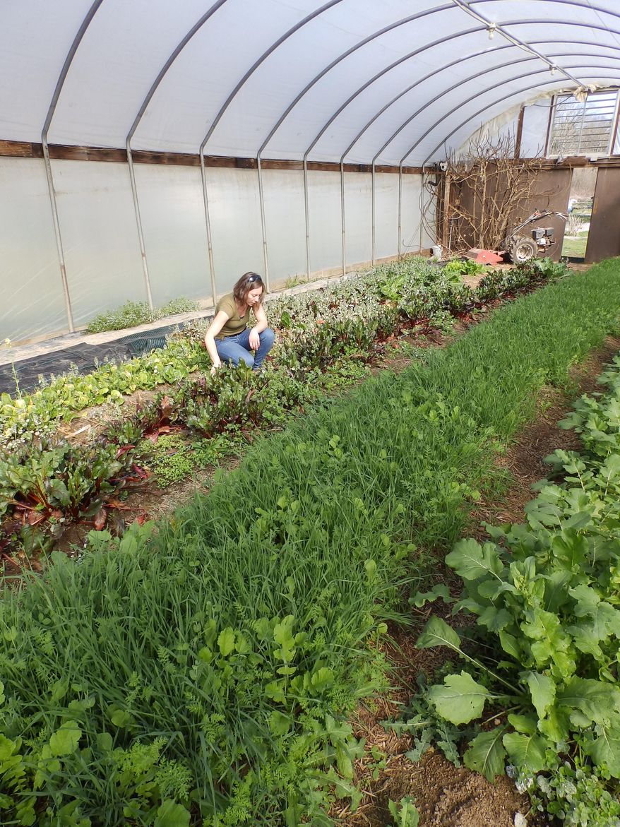 ADVANCE FOR SUNDAY APRIL 3 AND THEREAFTER - Living Web Farms in Mills River, NC offers a wide variety of farm and garden workshops based on organic and sustainable methods. The food grown at the educational nonprofit is donated among seven area food banks, according to Meredith Leigh, Living Web's education and outreach coordinator, pictured here on March 15, 2016, in a farm greenhouse. (Beth De Bona/The Times-News via AP) MANDATORY CREDIT