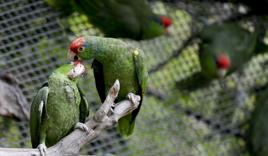 In this Wednesday, March 30, 2016 photo, parrots interact at SoCal Parrot, a parrot-rescue center, in Jamul, Calif. U.S. researchers are launching studies on Mexico’s red crowned parrot - a species that has been adapting so well to living in cities in California and Texas after escaping from the pet trade that the population may now rival that in its native country. (AP Photo/Gregory Bull)