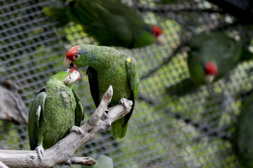 In this Wednesday, March 30, 2016 photo, parrots interact at SoCal Parrot, a parrot-rescue center, in Jamul, Calif. U.S. researchers are launching studies on Mexico’s red crowned parrot - a species that has been adapting so well to living in cities in California and Texas after escaping from the pet trade that the population may now rival that in its native country. (AP Photo/Gregory Bull)