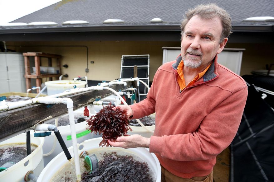 ADVANCE FOR WEEKEND EDITIONS, APRIL 2-3 - In this photo taken Tuesday, March 15, 2016, Chris Langdon, a marine scientist at Oregon State University's Hatfield Marine Science Center, works with dulse seaweed growing in barrels in Newport, Ore. Dulse grows quickly, is full of protein and tastes like bacon when fried. (Anna Reed/Statesman-Journal via AP) MANDATORY CREDIT