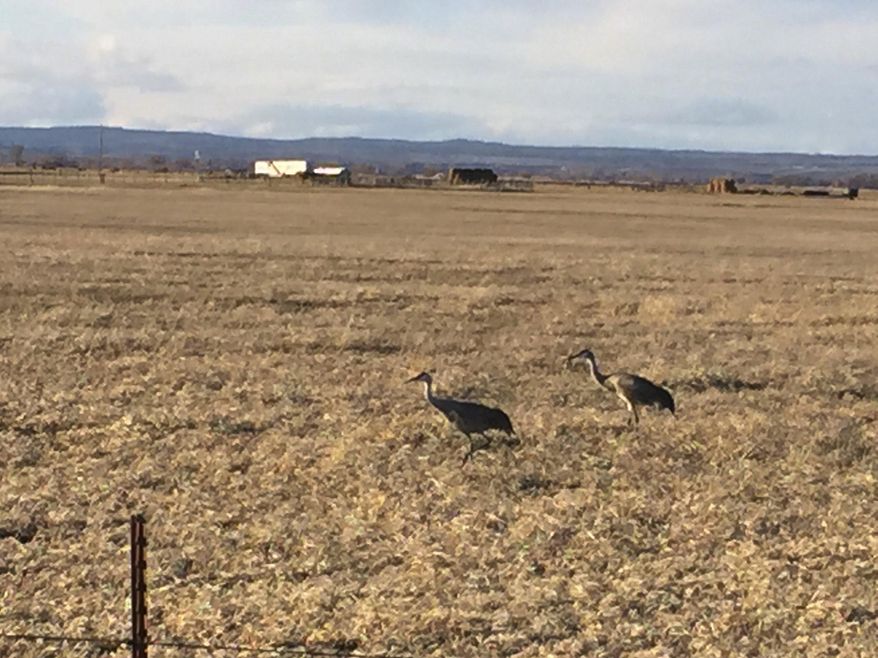 Sandhill cranes, which winter farther south in California, have arrived this spring at the Malheur National Wildlife Refuge, Ore., and nearby private lands, such as this pasture where the long-legged birds forage for food, March 24, 2016. (Hal Bernton/The Seattle Times via AP) OUTS: SEATTLE OUT, USA TODAY OUT, MAGAZINES OUT, TELEVISION OUT, SALES OUT. MANDATORY CREDIT TO: HAL BERNTON / THE SEATTLE TIMES.