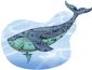 4_5_2016_b4-cham-blue-whale-8201.jpg