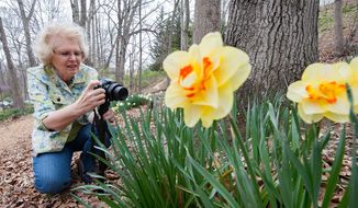In this April 4, 2016 photo, Joy Beaman of Rockingham County, Va., photographs daffodils while at James Madison University&#x27;s Edith J. Carrier Arboretum with her husband, Wayne, in Harrisonburg, Va. (Nikki Fox/Daily News-Record via AP) MANDATORY CREDIT