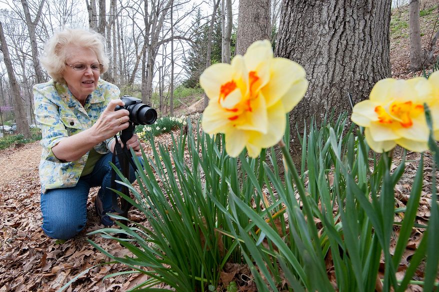 In this April 4, 2016 photo, Joy Beaman of Rockingham County, Va., photographs daffodils while at James Madison University's Edith J. Carrier Arboretum with her husband, Wayne, in Harrisonburg, Va. (Nikki Fox/Daily News-Record via AP) MANDATORY CREDIT