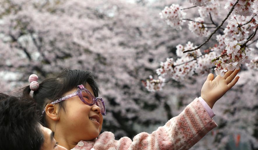FILE - In this Sunday, April 3, 2016, photo, a girl is held as she looks at a cherry blossom in Ueno Park in Tokyo. Japan’s cherry blossoms, or “sakura” in Japanese, never cease to inspire. The gnarled trees bloom before they have leaves, their thin branches spilling over with delicate pink-white blossoms and nothing else. (AP Photo/Shizuo Kambayashi, File)